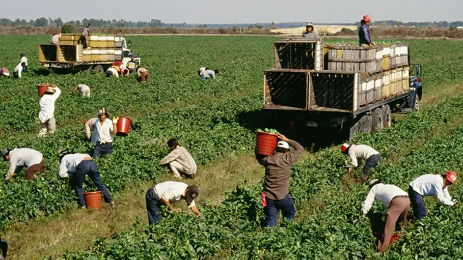 Granjeros trabajando en el campo en Estados Unidos bajo un sistema de visas H-1B que también afecta al sector agrícola