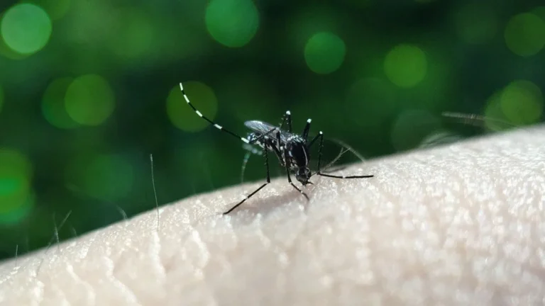 Mosquito Aedes posado sobre la piel humana, insecto transmisor de dengue, chikunguña y otras arbovirosis en zonas tropicales.